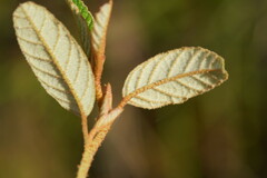 Pomaderris elachophylla