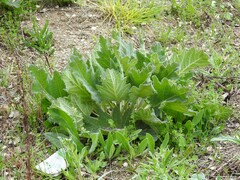 Salvia aethiopis