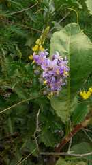 Solanum crispum