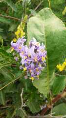 Solanum crispum