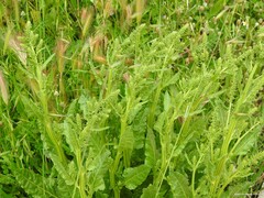 Beta vulgaris