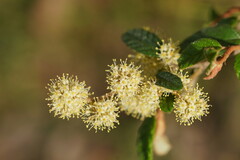 Pomaderris elachophylla
