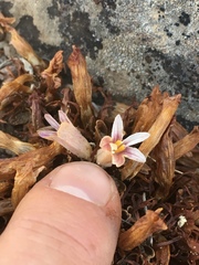 Aphyllon corymbosum