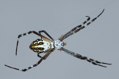Argiope florida