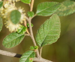Pomaderris elachophylla