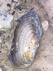 Utterbackia imbecillis