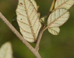 Pomaderris elachophylla