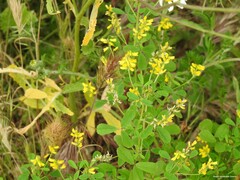 Melilotus neapolitanus
