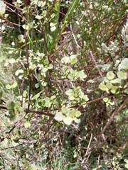 Coprosma rigida