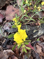 Hibbertia obtusifolia