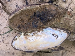 Utterbackia imbecillis