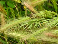 Hordeum murinum