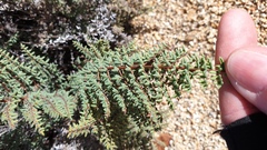 Pellaea mucronata mucronata