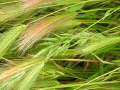 Bromus hordeaceus