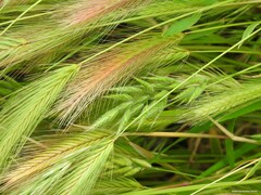 Hordeum murinum