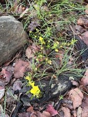 Hibbertia obtusifolia
