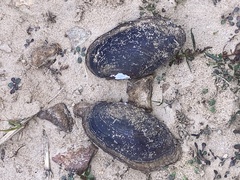 Sagittunio subrostratus