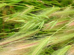 Hordeum murinum