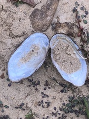 Sagittunio subrostratus