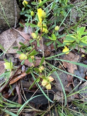 Hibbertia obtusifolia