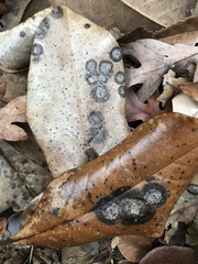 Cephaleuros