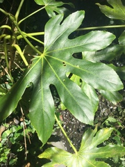 Fatsia japonica