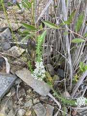 Olearia ramulosa