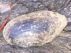 Sagittunio subrostratus