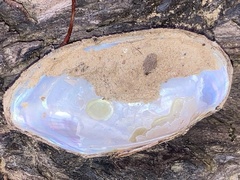 Sagittunio subrostratus