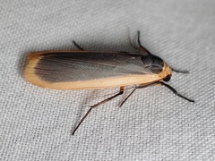 Brunia dorsalis