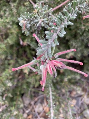Grevillea lanigera