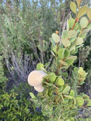 Lyonia fruticosa