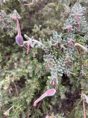 Grevillea lanigera