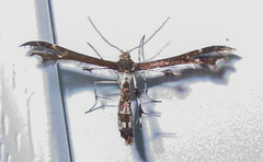 Geina tenuidactylus