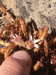 Aphyllon corymbosum