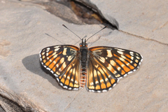 Chlosyne coronado coronado