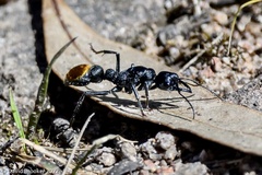 Myrmecia mandibularis