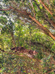 Leopardus guigna guigna