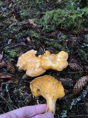 Cantharellus
