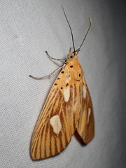 Asota orbona