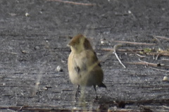 Passerina cyanea