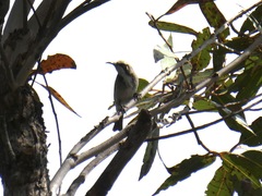 Gliciphila melanops
