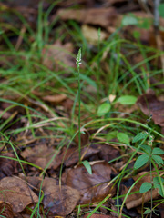 Spiranthes ovalis