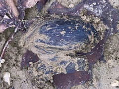 Sagittunio subrostratus