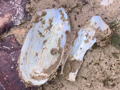 Sagittunio subrostratus