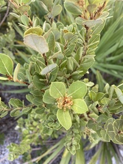 Lyonia fruticosa