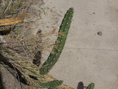Peniocereus greggii