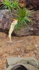 Dracophyllum secundum