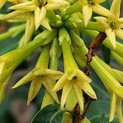 Cestrum parqui