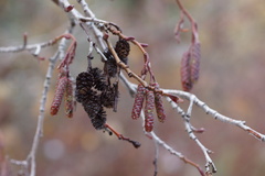 Alnus incana